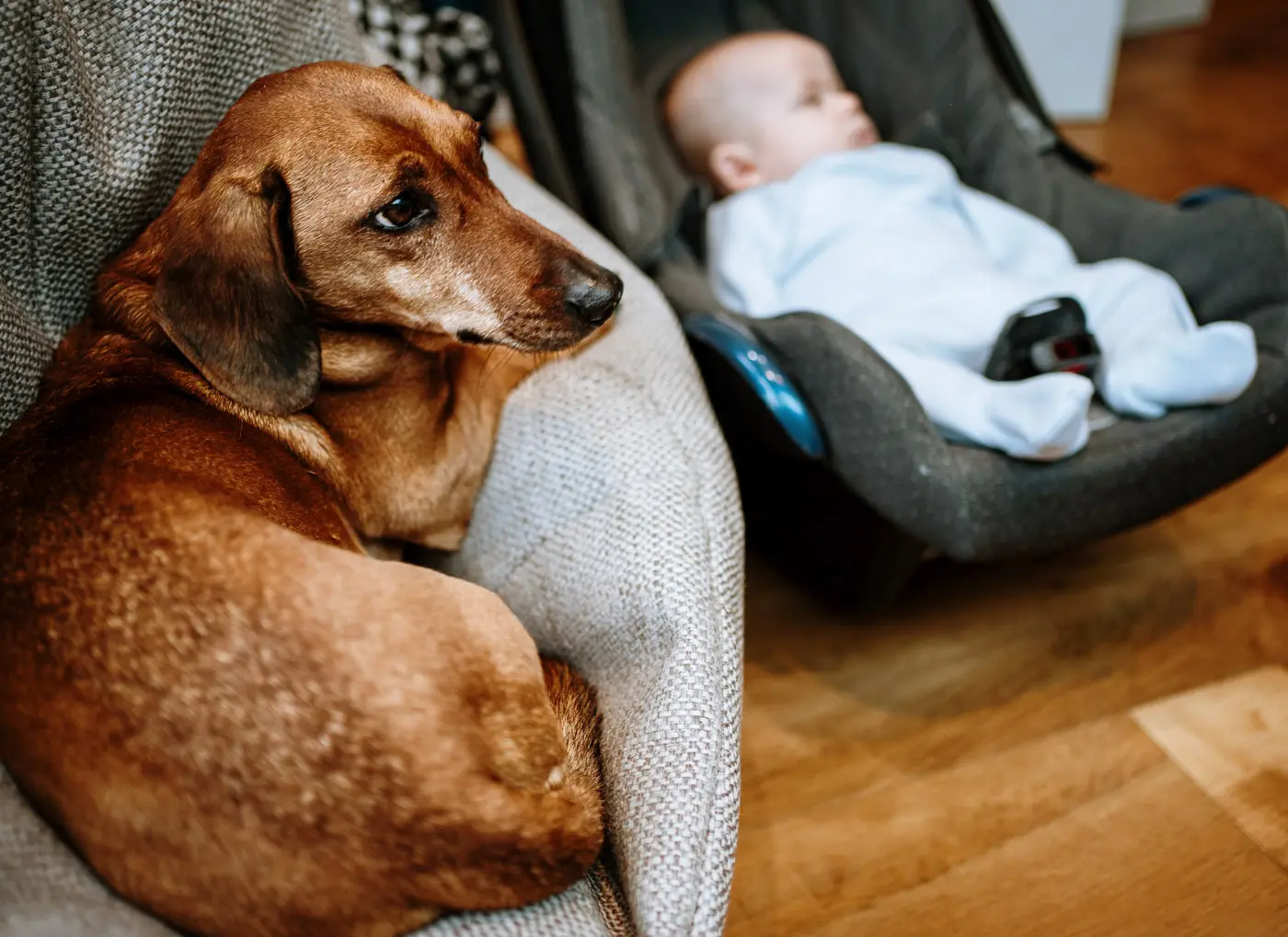 The family sausage dog curled up next to a baby on the morning of Ellen and Ben's wedding at Carriage Hall, Nottinghamshire