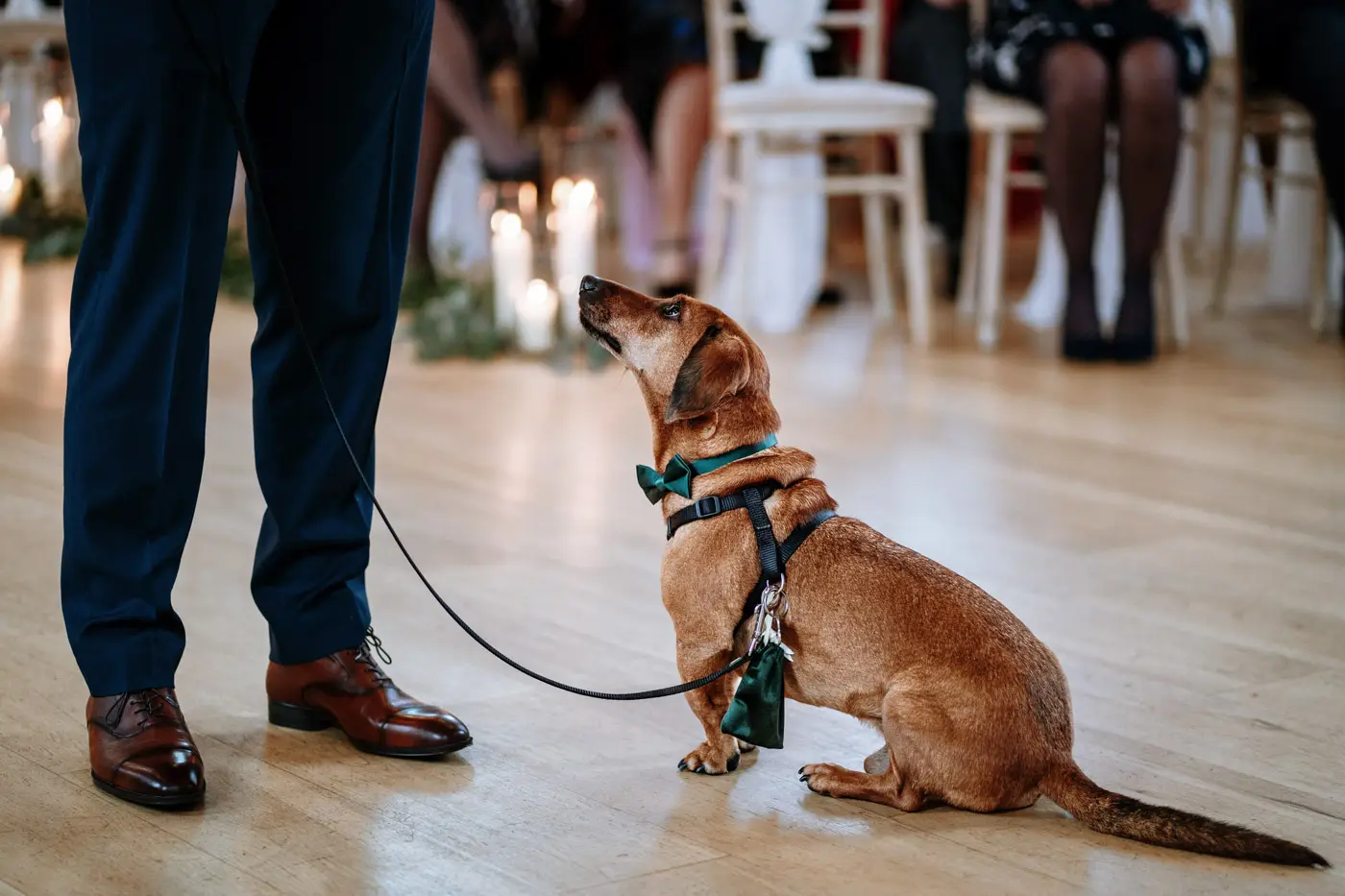 The sausage dog ring bearer waiting intently at groom Ben's feet before the wedding ceremony at Carriage Hall, Nottinghamshire