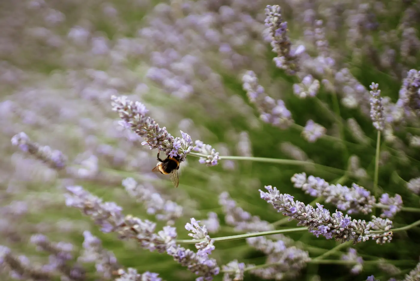 A bee collecting nectar from lavender outside Swancar Farm on Krissie and Tom's wedding day, a quiet natural detail captured by documentary photographer Gary Phillip